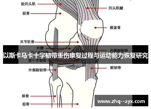 以斯卡马卡十字韧带重伤康复过程与运动能力恢复研究